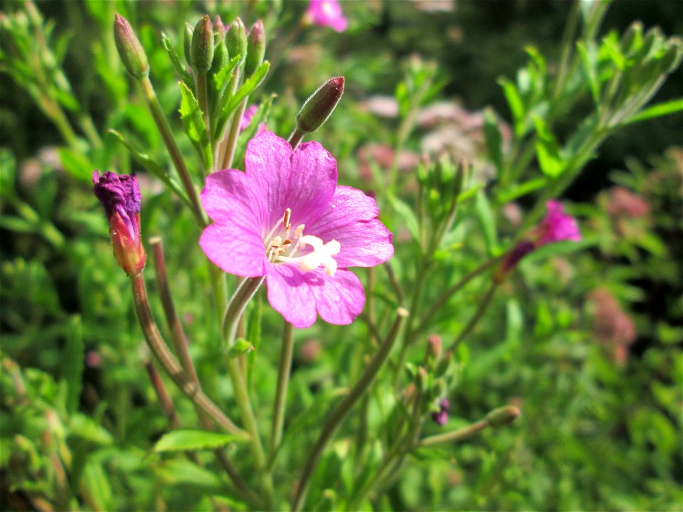 Zottiges Weidenröschen (Epilobium hirsutum) am Saarbach in Fechingen