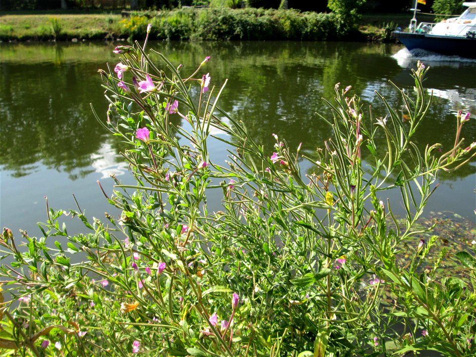 Zottiges Weidenröschen (Epilobium hirsutum) an der Saar in Malstatt