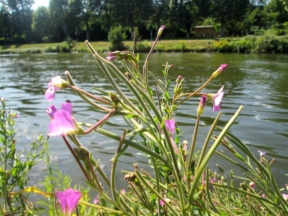 Zottiges Weidenröschen (Epilobium hirsutum) an der Saar in Malstatt