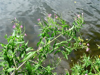 Zottiges Weidenröschen (Epilobium hirsutum) im Naturschutzgebiet "St. Arnualer Wiesen"