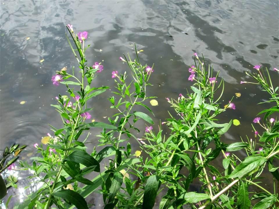 Zottiges Weidenröschen (Epilobium hirsutum) im Naturschutzgebiet "St. Arnualer Wiesen"