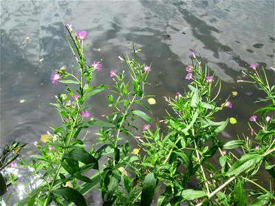 Zottiges Weidenröschen (Epilobium hirsutum) im Naturschutzgebiet "St. Arnualer Wiesen"