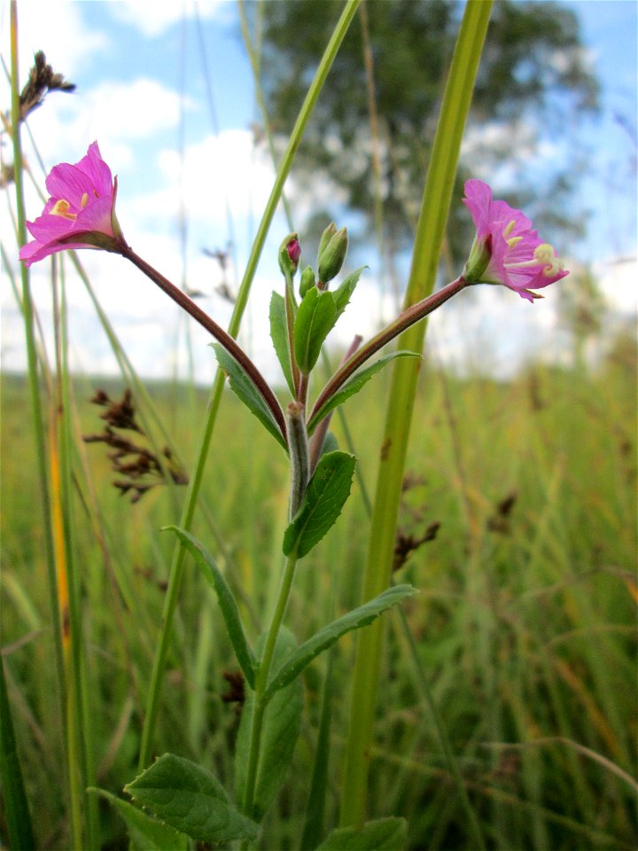 Zottiges Weidenröschen (Epilobium hirsutum) im Naturschutzgebiet Wusterhang und Beierwies bei Fechingen - an diesem sonst trockenen Standort befindet sich eine Stelle mit Staunässe