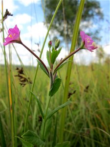 Zottiges Weidenröschen (Epilobium hirsutum) im Naturschutzgebiet Wusterhang und Beierwies bei Fechingen - an diesem sonst trockenen Standort befindet sich eine Stelle mit Staunässe photo