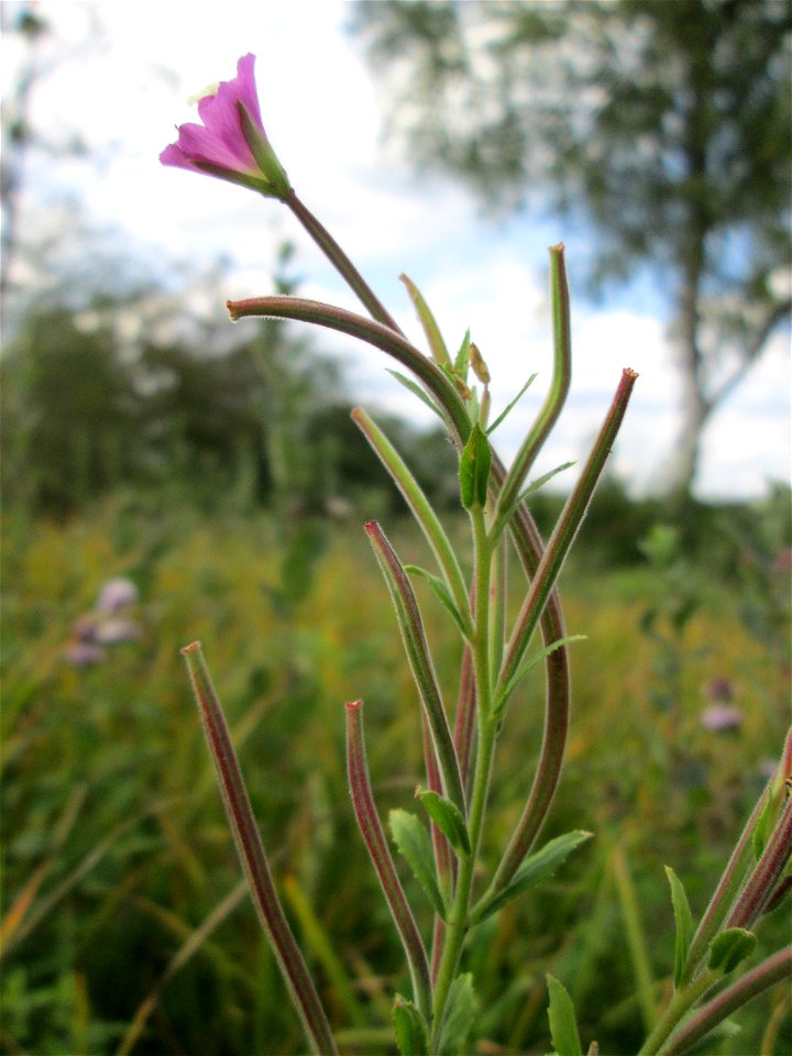 Zottiges Weidenröschen (Epilobium hirsutum) im Naturschutzgebiet Wusterhang und Beierwies bei Fechingen - an diesem sonst trockenen Standort befindet sich eine Stelle mit Staunässe