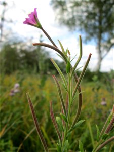 Zottiges Weidenröschen (Epilobium hirsutum) im Naturschutzgebiet Wusterhang und Beierwies bei Fechingen - an diesem sonst trockenen Standort befindet sich eine Stelle mit Staunässe photo