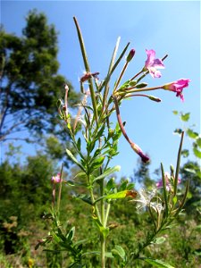 Zottiges Weidenröschen (Epilobium hirsutum) nahe der A6 in Güdingen