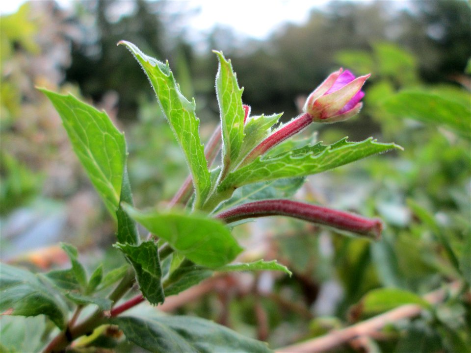 Zottiges Weidenröschen (Epilobium hirsutum) an der Saar bei Grosbliederstroff