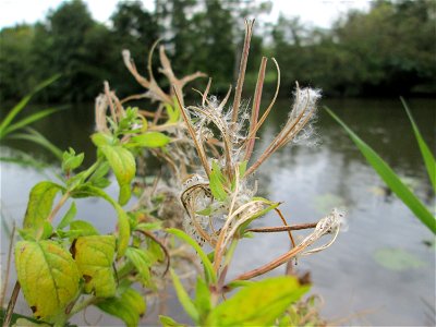 Zottiges Weidenröschen (Epilobium hirsutum) an der Saar bei Grosbliederstroff
