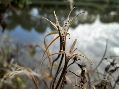 Zottiges Weidenröschen (Epilobium hirsutum) an der Saar in Malstatt