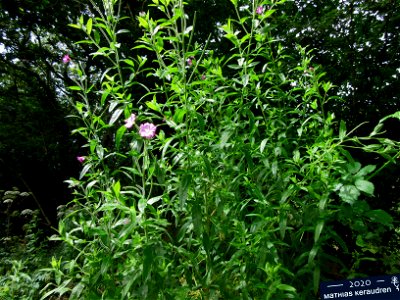 plant in Brest, France