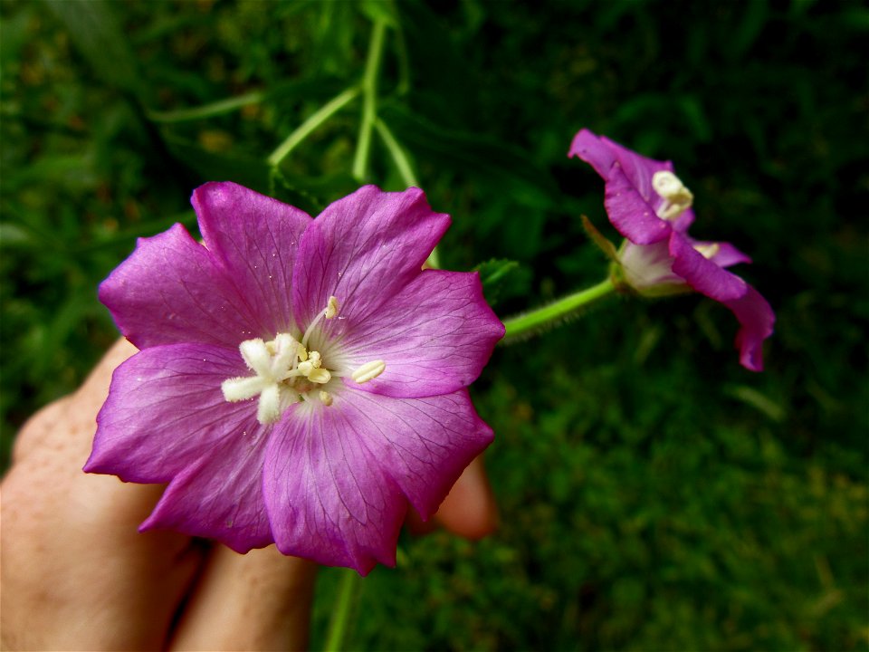 plant in Brest, France