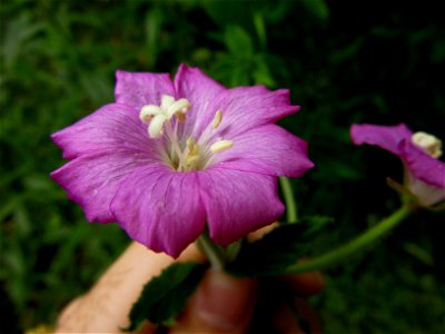 plant in Brest, France