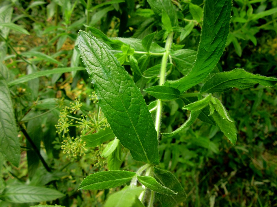 plant in Brest, France