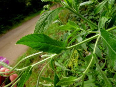 plant in Brest, France