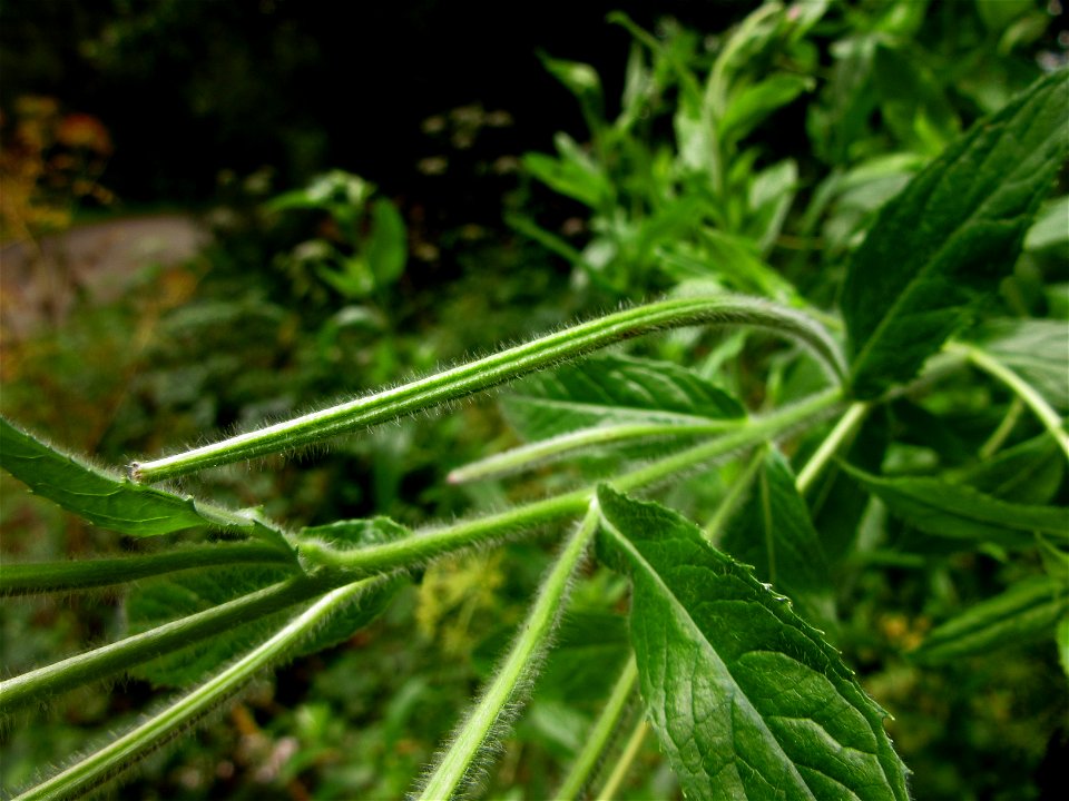 plant in Brest, France