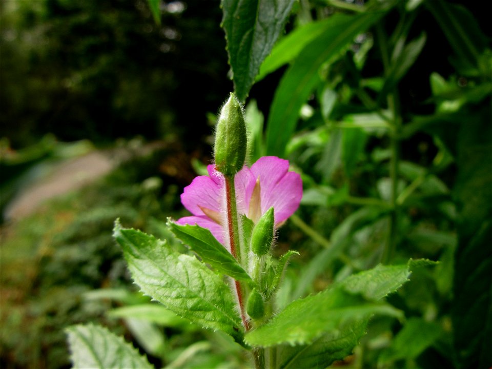 plant in Brest, France