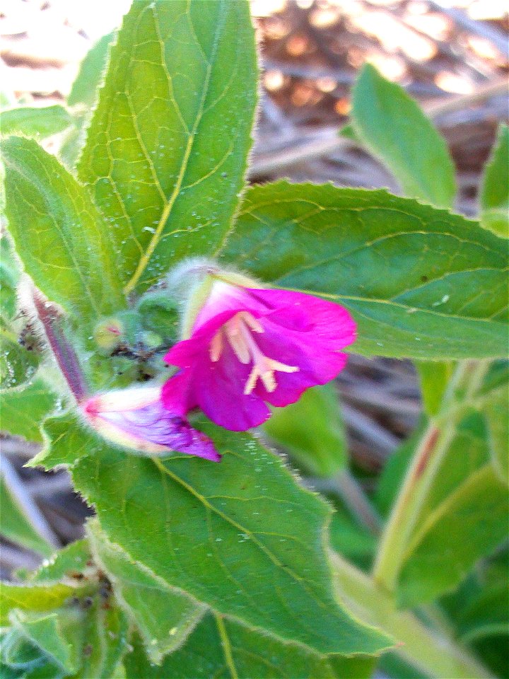 Epilobium hirsutum close up, La Poblachuela Campo de Calatrava, Spain