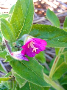 Epilobium hirsutum close up, La Poblachuela Campo de Calatrava, Spain