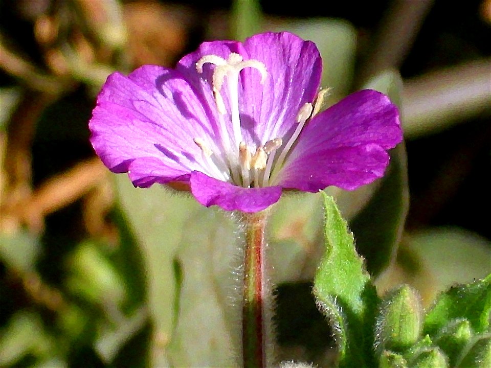 Epilobium hirsutum Flower Closeup , in Solana del Pino, Sierra Madrona, Spain