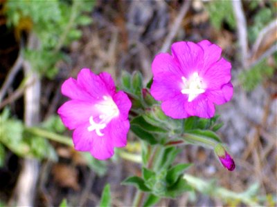 Epilobium hirsutum flowers close up, Sierra Nevada, Spain