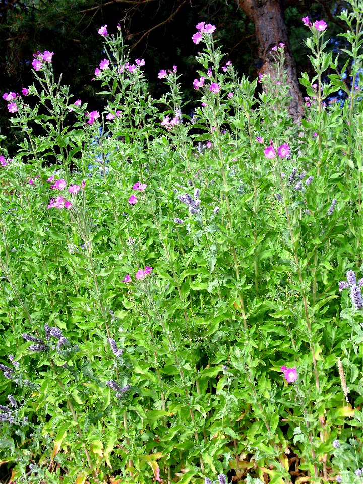 Epilobium hirsutum, habit, Sierra Nevada, Spain