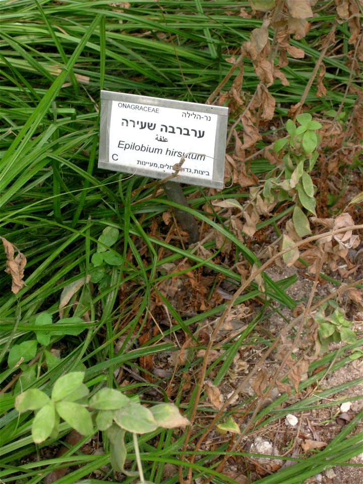Mount Scopus