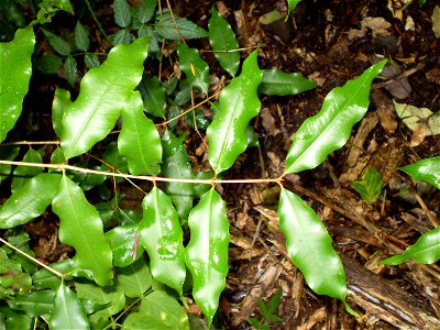 Leaf of aniseed myrtle, Syzygium anisatum (syn Backhousia anisata). Cultivated tree, Northern NSW, Australia.