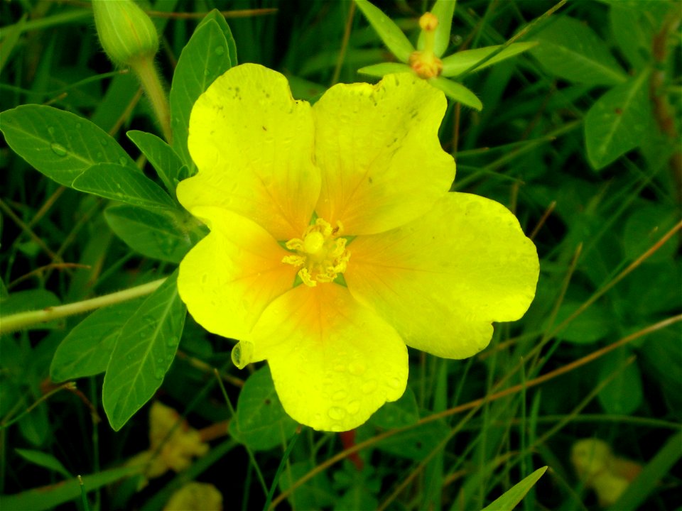 Ludwigia peploides subsp. montevidensis flower among acuatic herbs in swampy areas arround Caraguatá river in Santa Carolina, Tacuarembó (Uruguay).