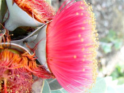 Image title: Big pink gum blossom Image from Public domain images website, http://www.public-domain-image.com/full-image/flora-plants-public-domain-images-pictures/flowers-public-domain-images-picture photo