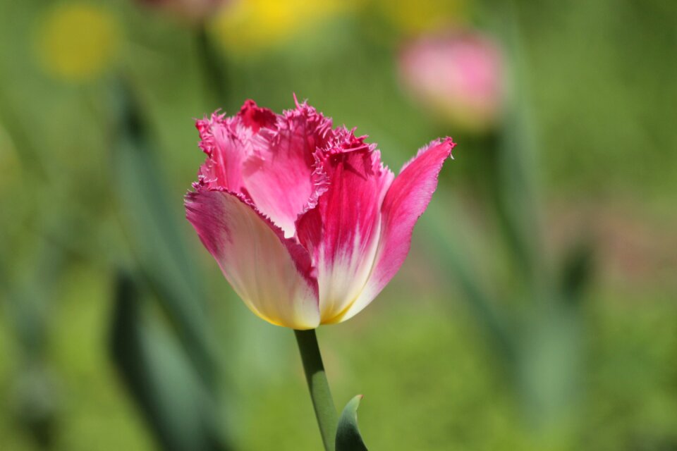 Spring beauty nature