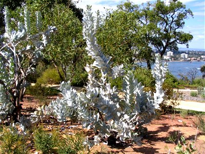 View of a whole mottlecah (Eucalyptus macrocarpa) plant in Kings Park, Perth, Australia. Swan River in background on right.