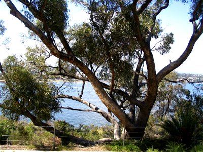 Tuart (Eucalyptus gomphocephala), an Australian tree, in Kings Park, Perth, with Swan River in background.