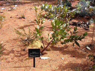 Cross-breed of Eucalyptus macrocarpa and Eucalyptus pyriformis.