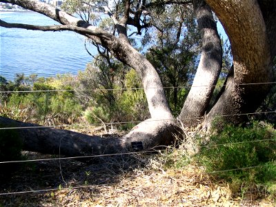 Closeup near the ground of Tuart (Eucalyptus gomphocephala), an Australian tree, in Kings Park, Perth, showing trunks diverging, with Swan River in background.