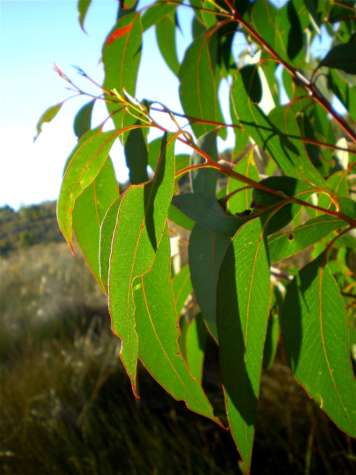 Adult leaves of Eucalyptus olida, showing transparent leaf oil dots. photo
