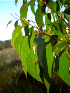 Adult leaves of Eucalyptus olida, showing transparent leaf oil dots.