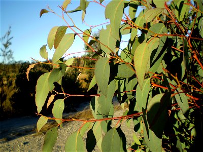 Eucalyptus olida, strawberry gum, juvenile foliage photo
