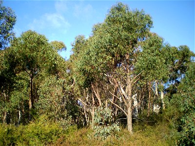 Eucalyptus olida, strawberry gum, dominated woodland with shrub understorey.