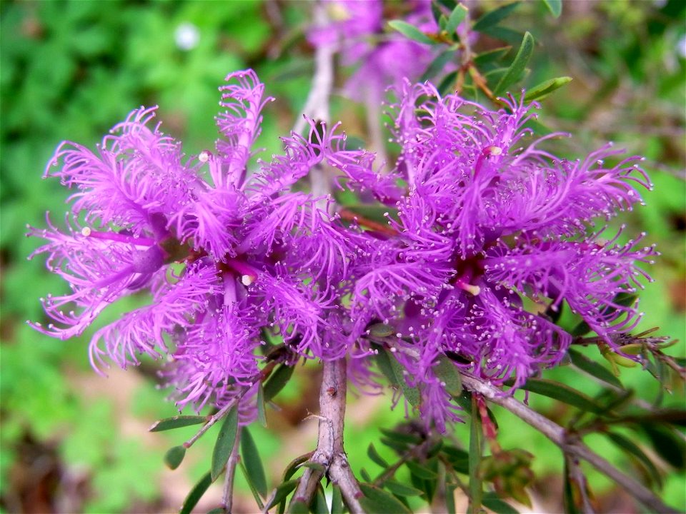 Melaleuca thymifolia labeled at the Royal Botanic Gardens, Sydney