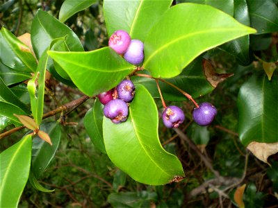 Syzygium oleosum, Blue Lilly Pilly, fruit and leaf.