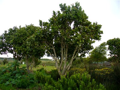 Edith Sitwell Park Cape Flats