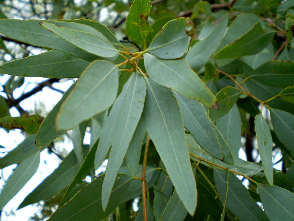 Leaf of Eucalyptus staigeriana, lemon ironbark. – Location: Northern New South Wales, Australia. Cultivated tree.