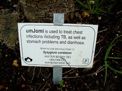 Syzygium cordatum sign