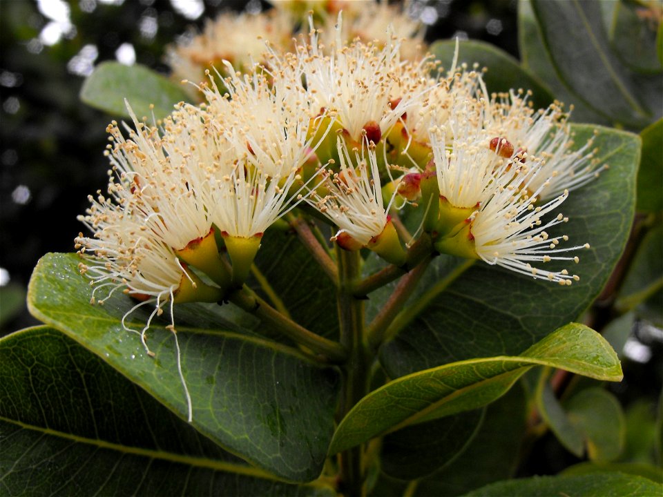 Syzygium cordatum at Quail Botanical Gardens in Encinitas, California, USA. Identified by sign.