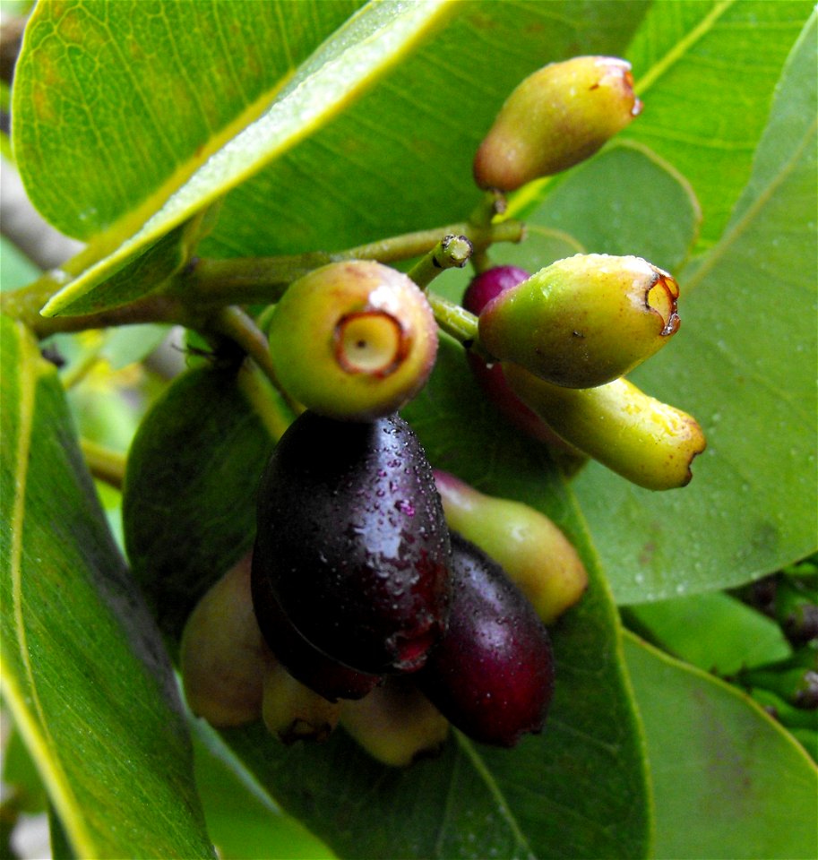 Syzygium cordatum at Quail Botanical Gardens in Encinitas, California, USA. Identified by sign.