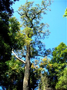 Eucalyptus paniculata - Royal National Park, near the Hacking River, Australia.  Measured height 48 metres. Trunk approximately 2 metres wide at breast height