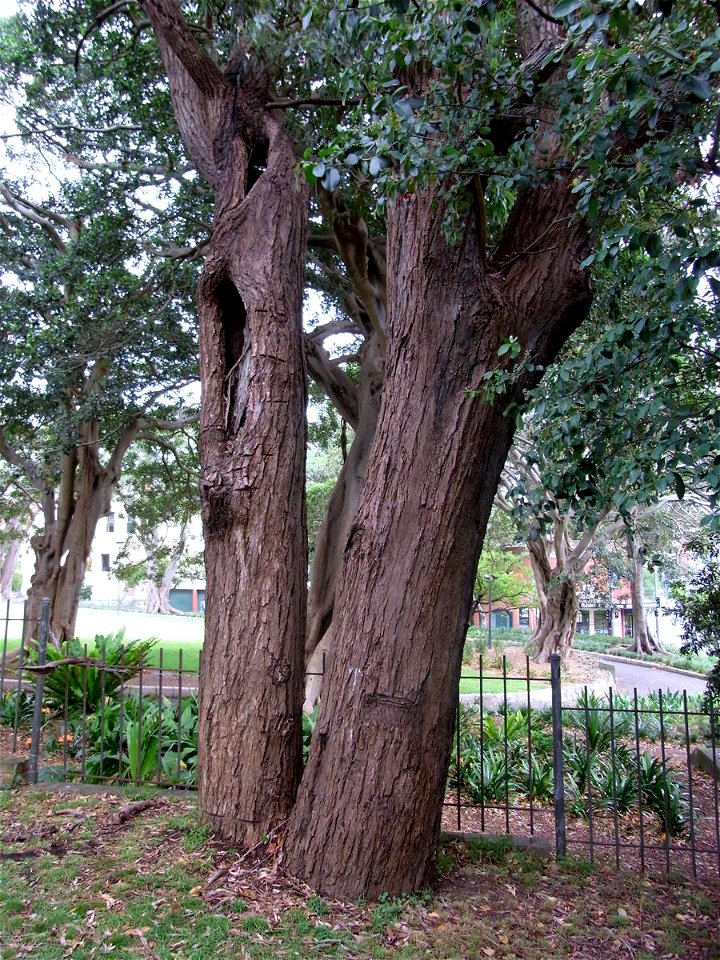Eucalyptus paniculata, original forest remnant tree, St Johns Church, Glebe, NSW, Australia