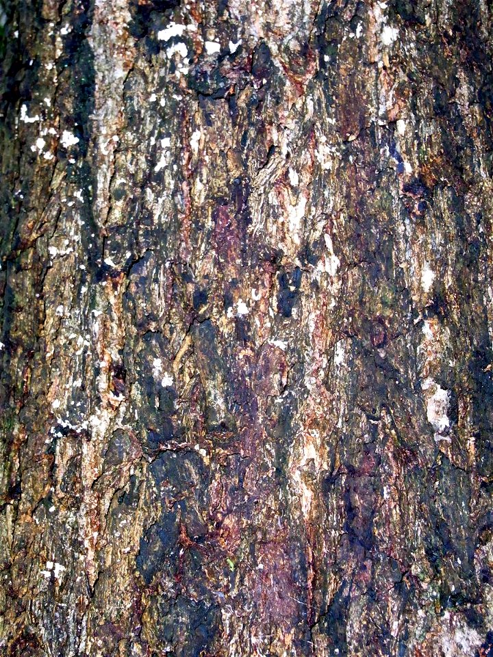 Eucalyptus paniculata, Mount Keira, Australia