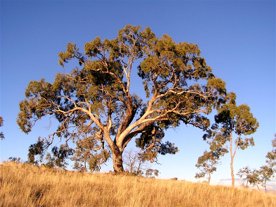 en:Eucalyptus bridgesiana (Apple box ) tree photographed on en:Red Hill, Australian Capital Territory.
Family: Myrtaceae
Origin/Habitat: NSW to NE Vic, and Gippsland.
Foliage: Adult leaves 12-24cm, ta